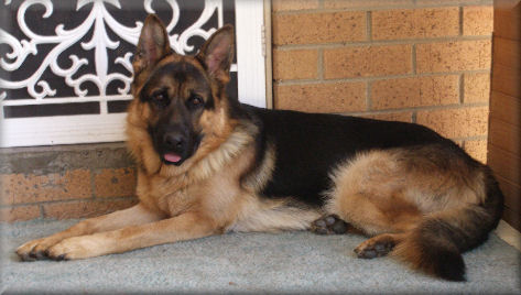 Shebelle ? (Roy) 15 months old. Sire: Ch. Bodecka Grandslam, Dam: Sterbach Madison Avenue