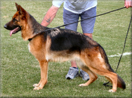 Misteishah Hanalee Holly (Holly) 'A' (3/2), 'Z' (0/0) just under 16 months old