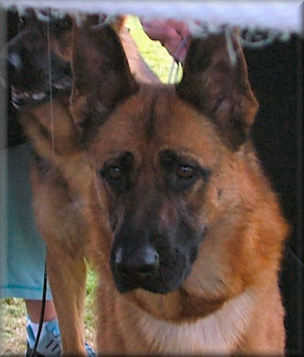 Spellbinda Kellyspride (Ricky) at the 2005 GSDCA National in QLD